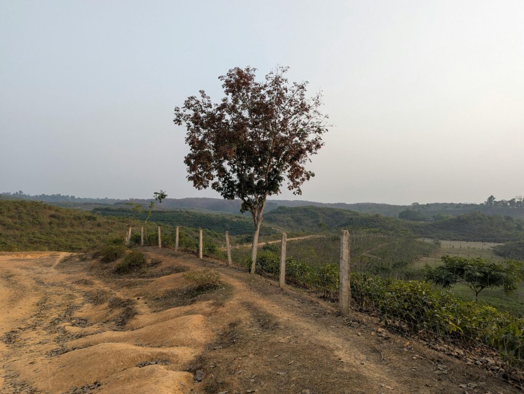 Serene view of a single tree along a dirt path in the countryside, offering tranquility.