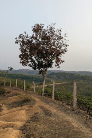 Serene view of a single tree along a dirt path in the countryside, offering tranquility.