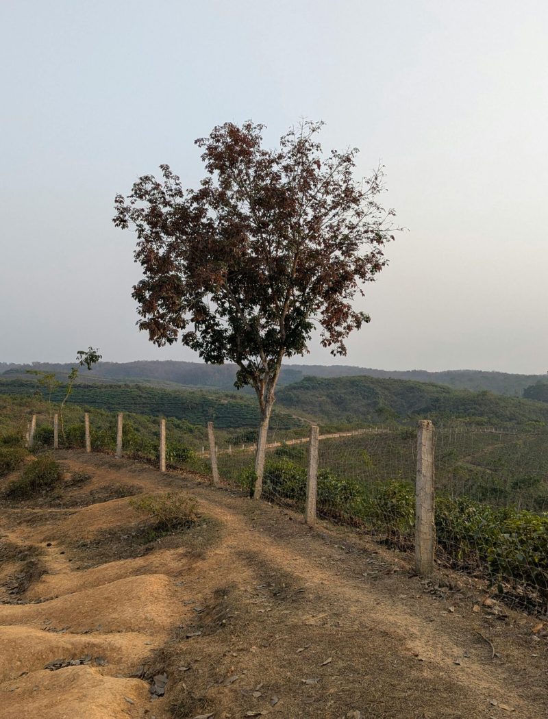 Serene view of a single tree along a dirt path in the countryside, offering tranquility.